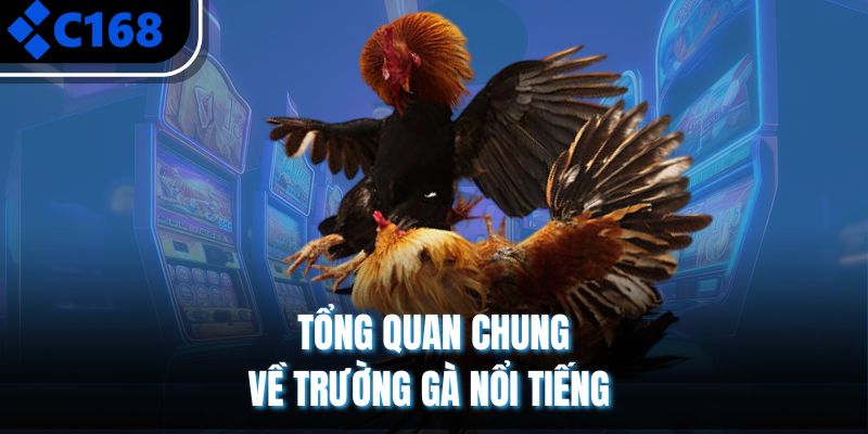 Tổng quan chung về trường gà nổi tiếng 